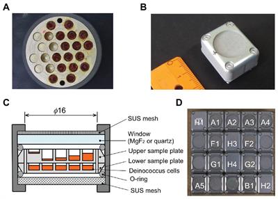 DNA Damage and Survival Time Course of Deinococcal Cell Pellets During 3 Years of Exposure to Outer Space